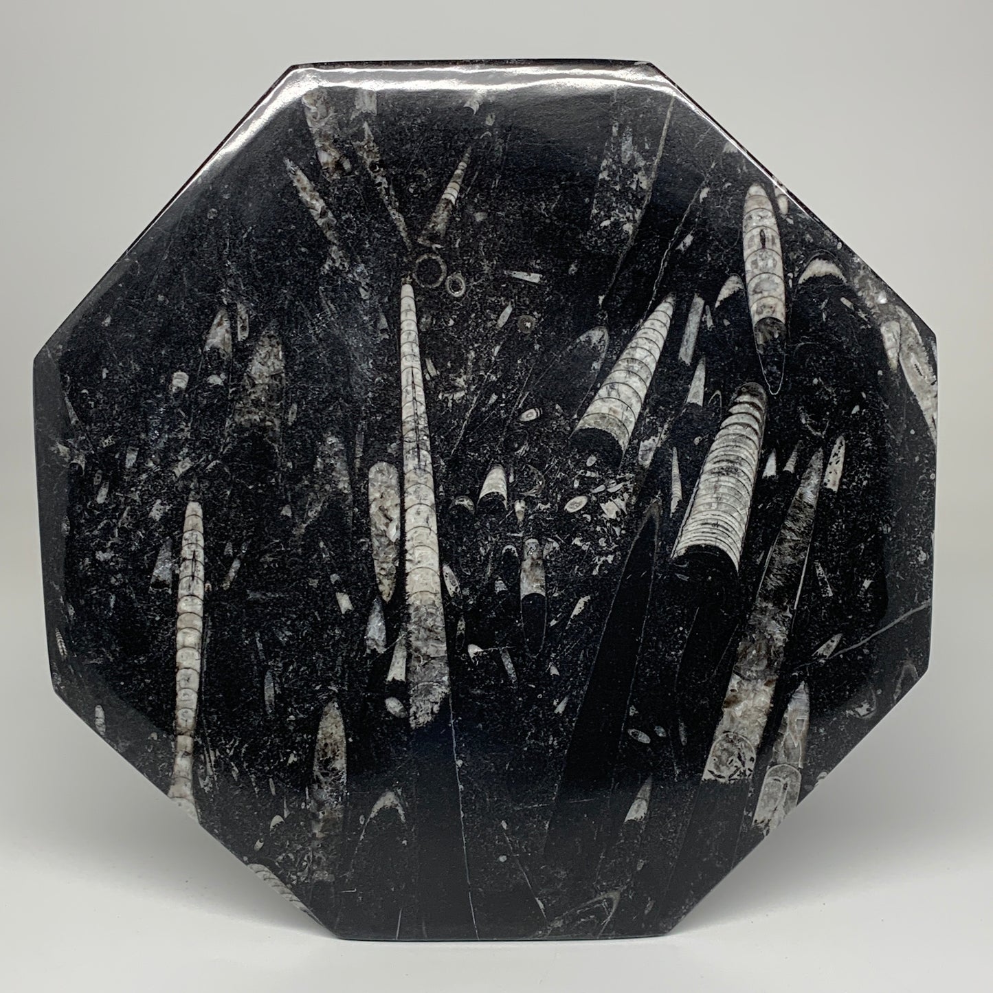 2pcs, 12" Large Octagon Shape Black Fossils Orthoceras Plates @Morocco, B8353