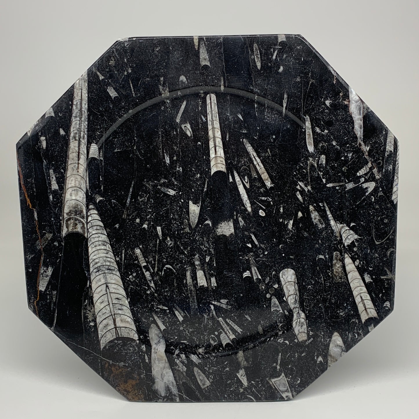 2pcs, 12" Large Octagon Shape Black Fossils Orthoceras Plates @Morocco, B8353