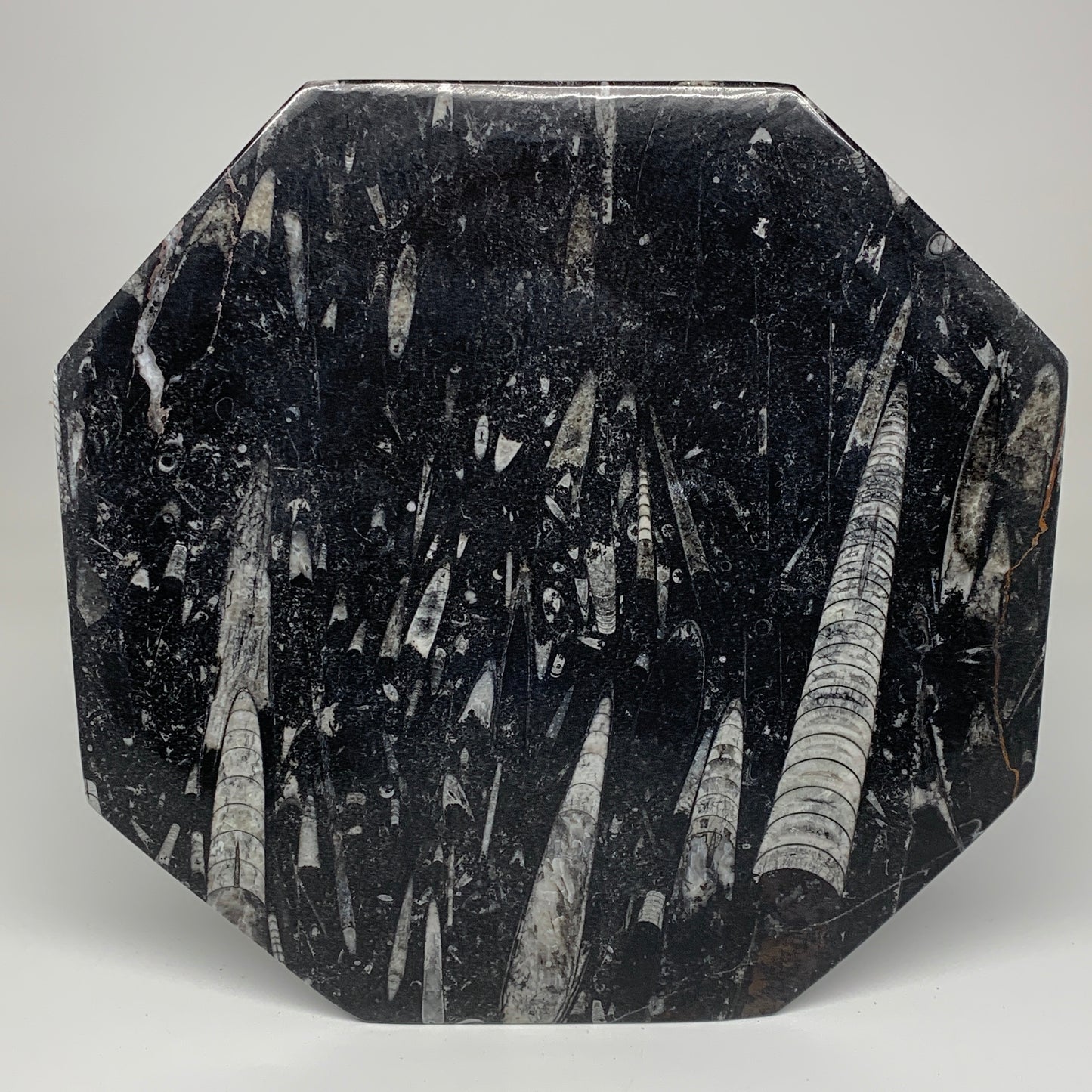 2pcs, 12" Large Octagon Shape Black Fossils Orthoceras Plates @Morocco, B8353