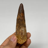 55.9g, 3.7"X1"x 0.9", Rare Natural Fossils Spinosaurus Tooth from Morocco, F3223