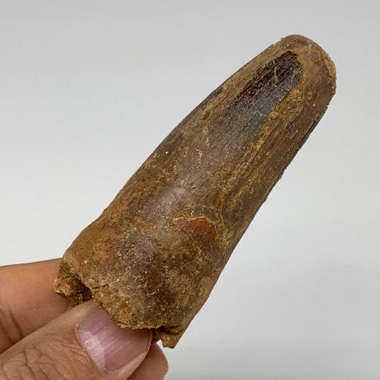 77.5g, 3.3"X1.2"x 1.2", Rare Natural Fossils Spinosaurus Tooth from Morocco, F32
