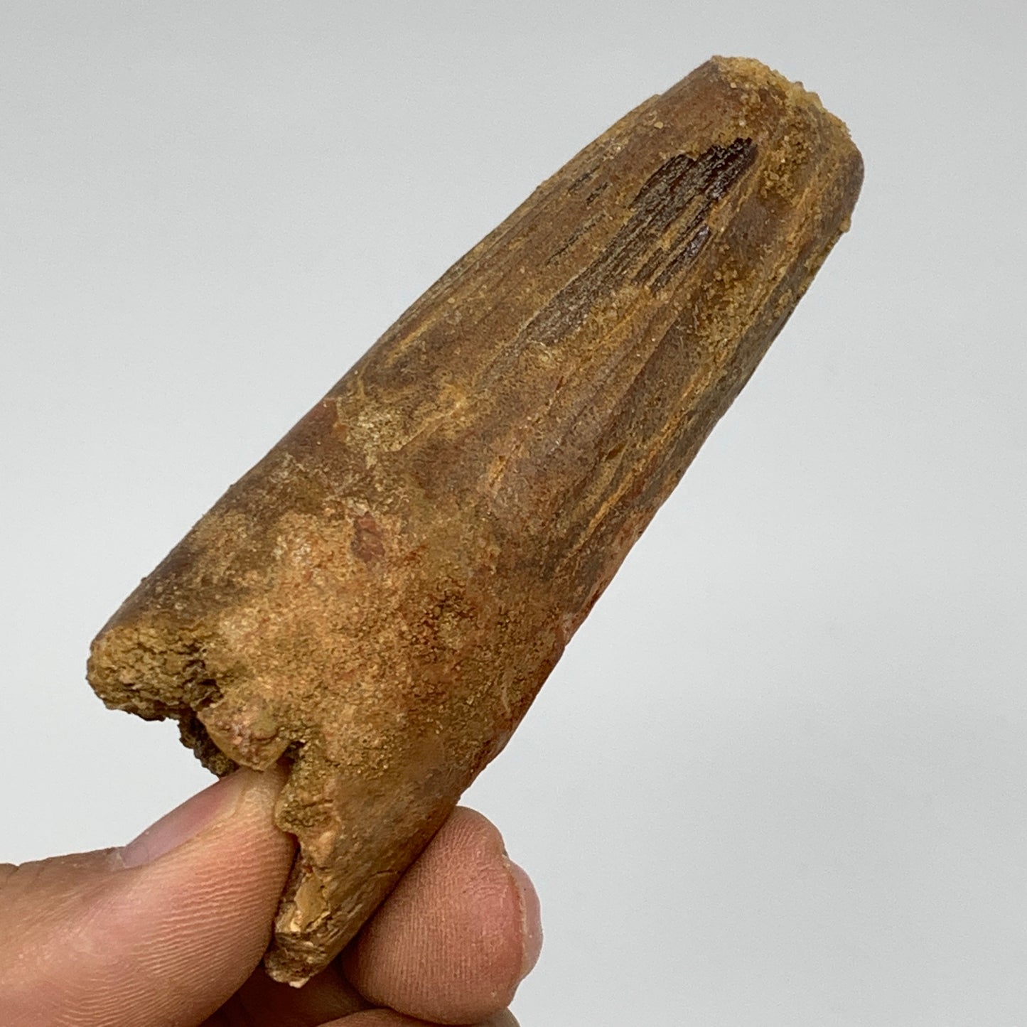 77.5g, 3.3"X1.2"x 1.2", Rare Natural Fossils Spinosaurus Tooth from Morocco, F32