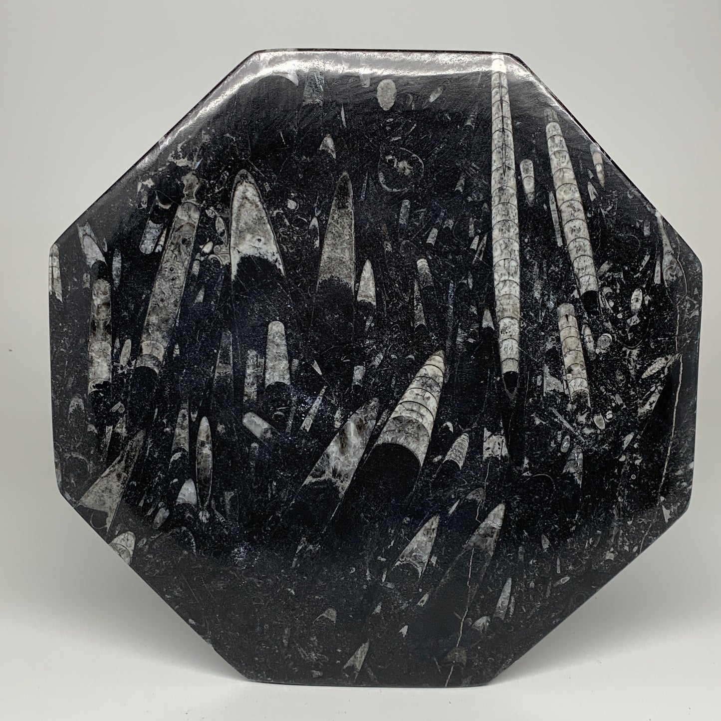 2pcs, 12" Large Octagon Shape Black Fossils Orthoceras Plates @Morocco, B8354