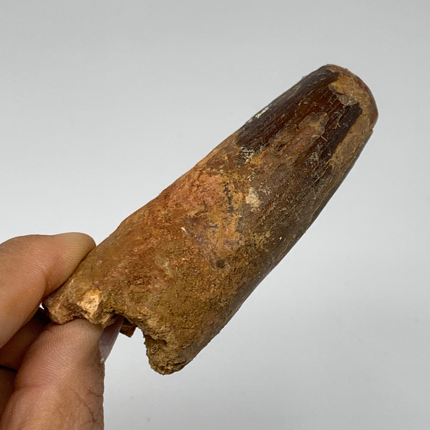 77.5g, 3.3"X1.2"x 1.2", Rare Natural Fossils Spinosaurus Tooth from Morocco, F32