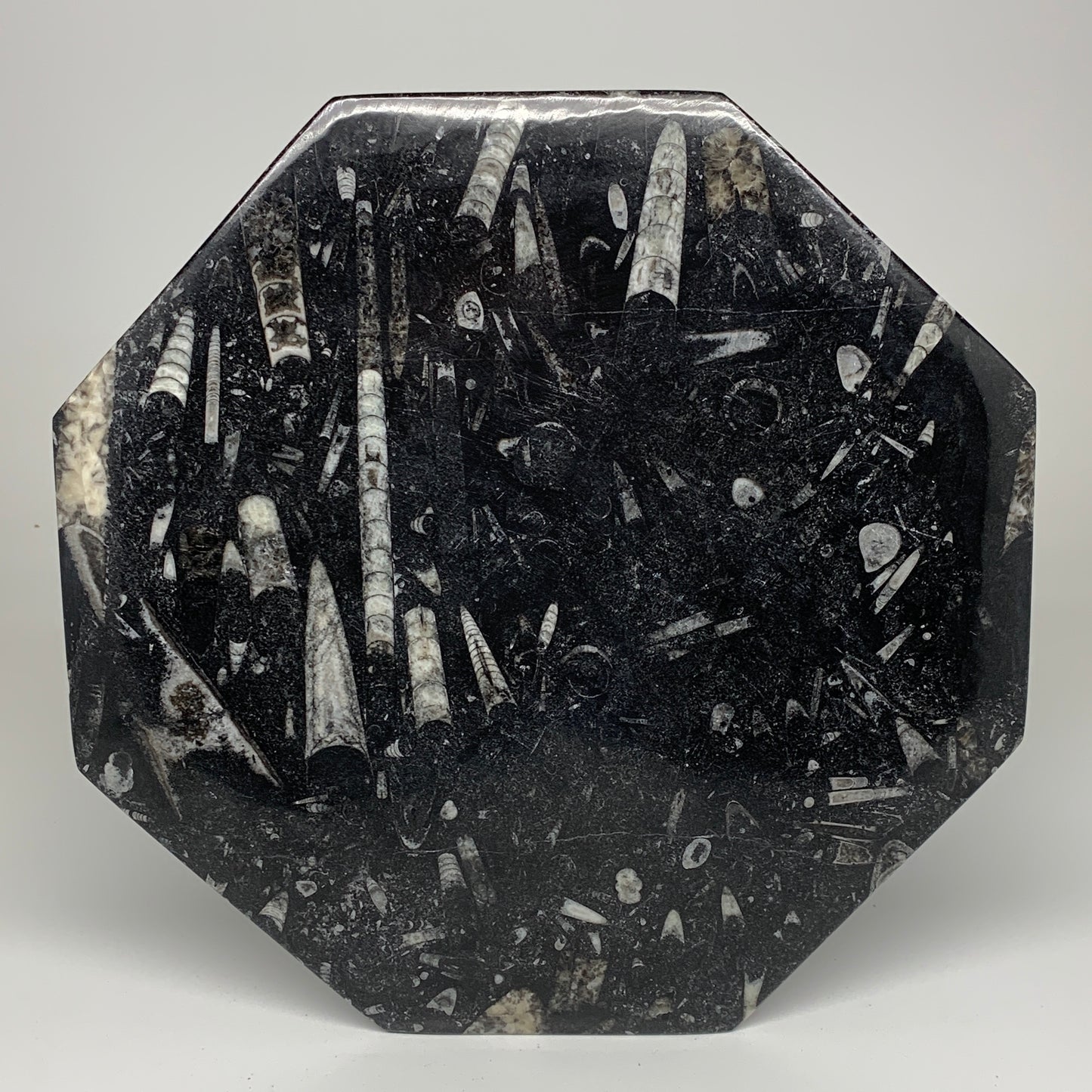 2pcs, 12" Large Octagon Shape Black Fossils Orthoceras Plates @Morocco, B8354