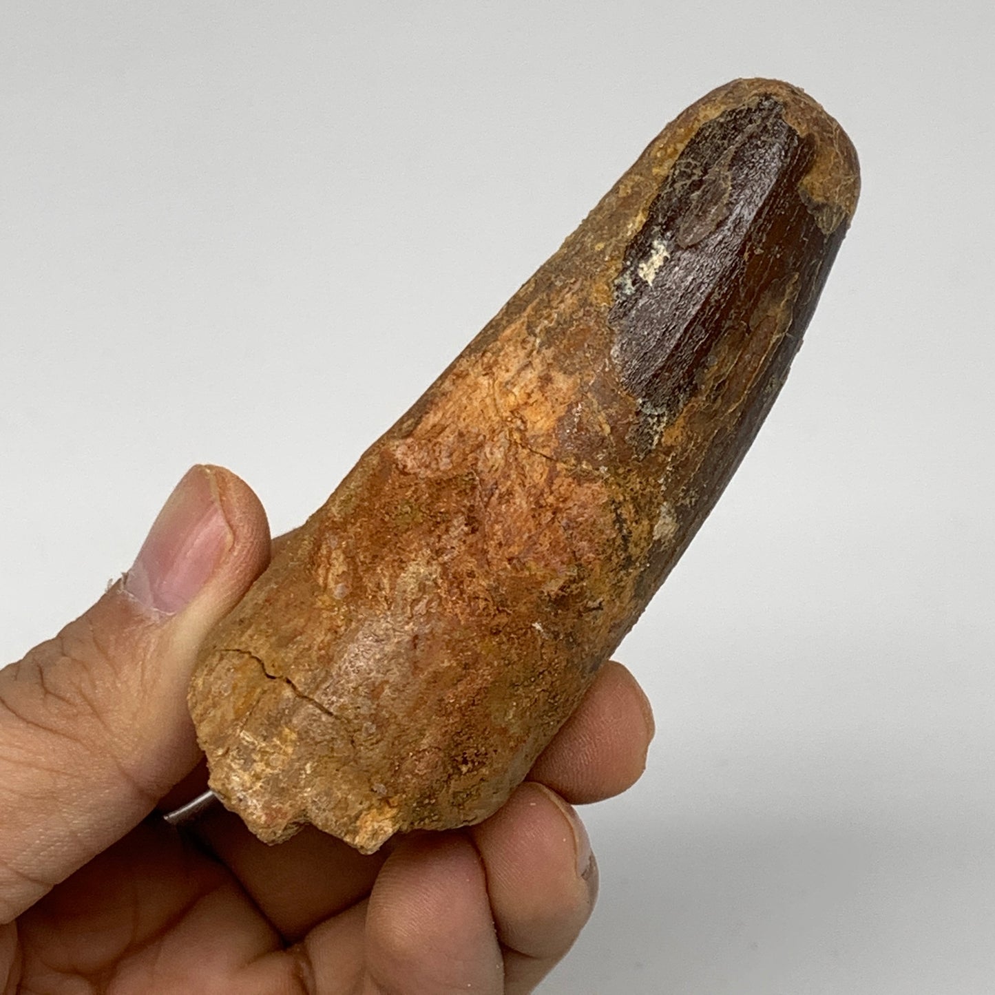 77.5g, 3.3"X1.2"x 1.2", Rare Natural Fossils Spinosaurus Tooth from Morocco, F32