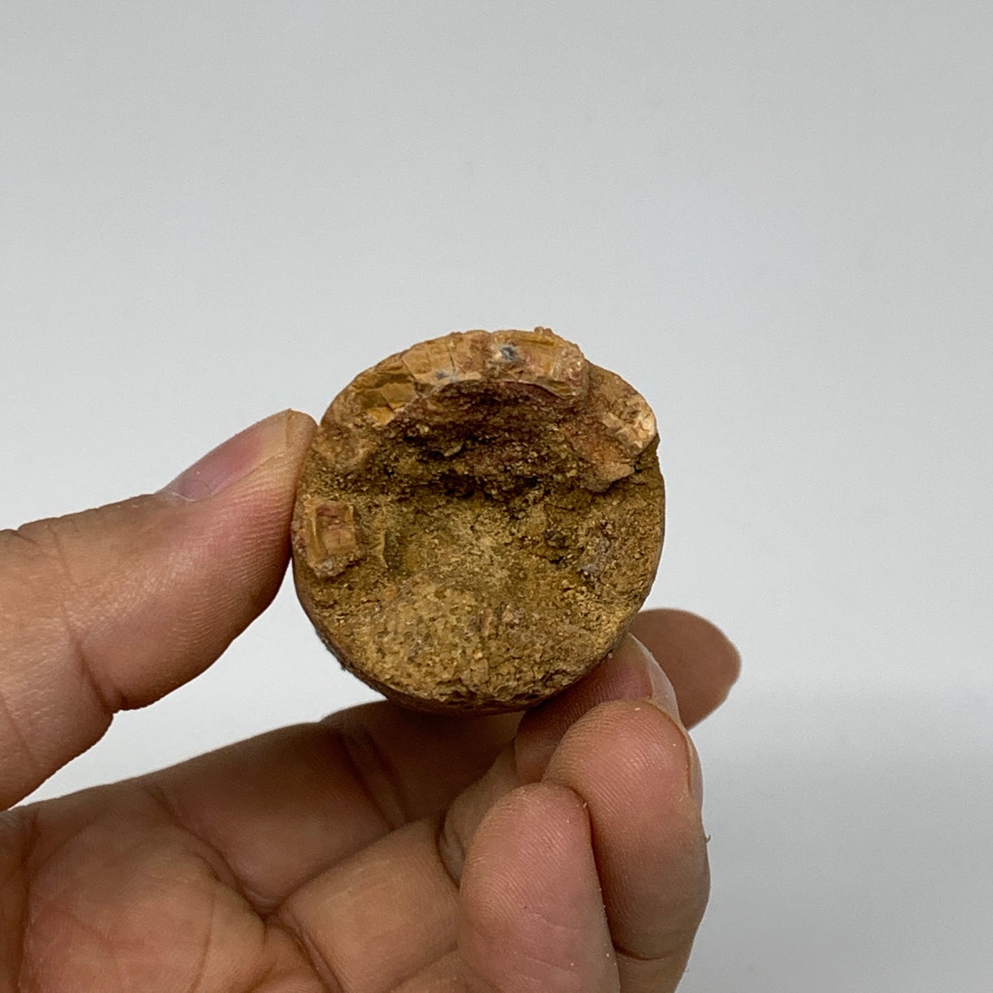 77.5g, 3.3"X1.2"x 1.2", Rare Natural Fossils Spinosaurus Tooth from Morocco, F32