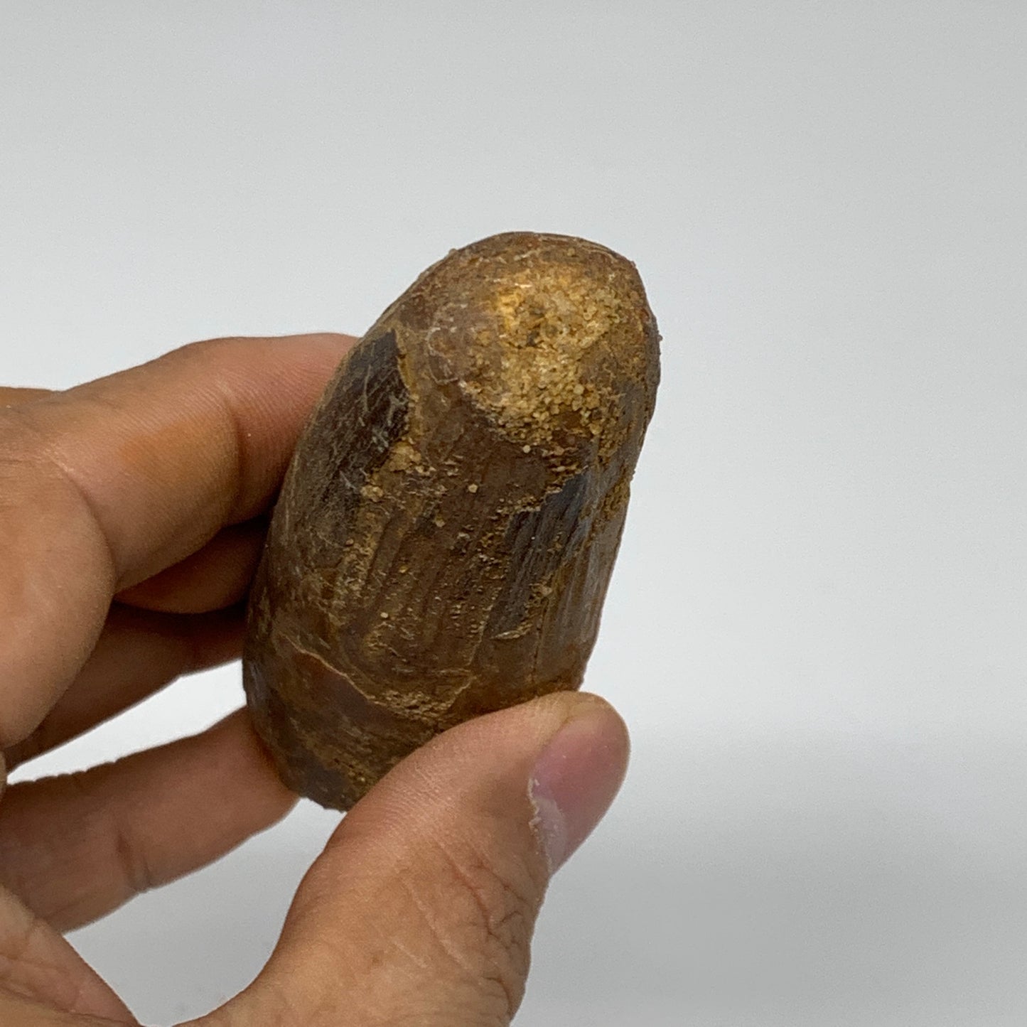 77.5g, 3.3"X1.2"x 1.2", Rare Natural Fossils Spinosaurus Tooth from Morocco, F32