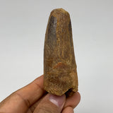 77.5g, 3.3"X1.2"x 1.2", Rare Natural Fossils Spinosaurus Tooth from Morocco, F32