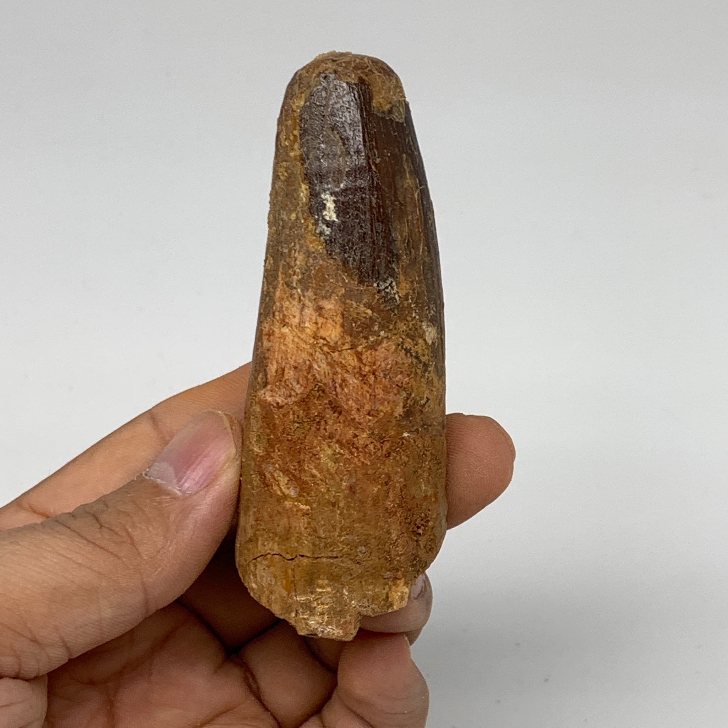 77.5g, 3.3"X1.2"x 1.2", Rare Natural Fossils Spinosaurus Tooth from Morocco, F32