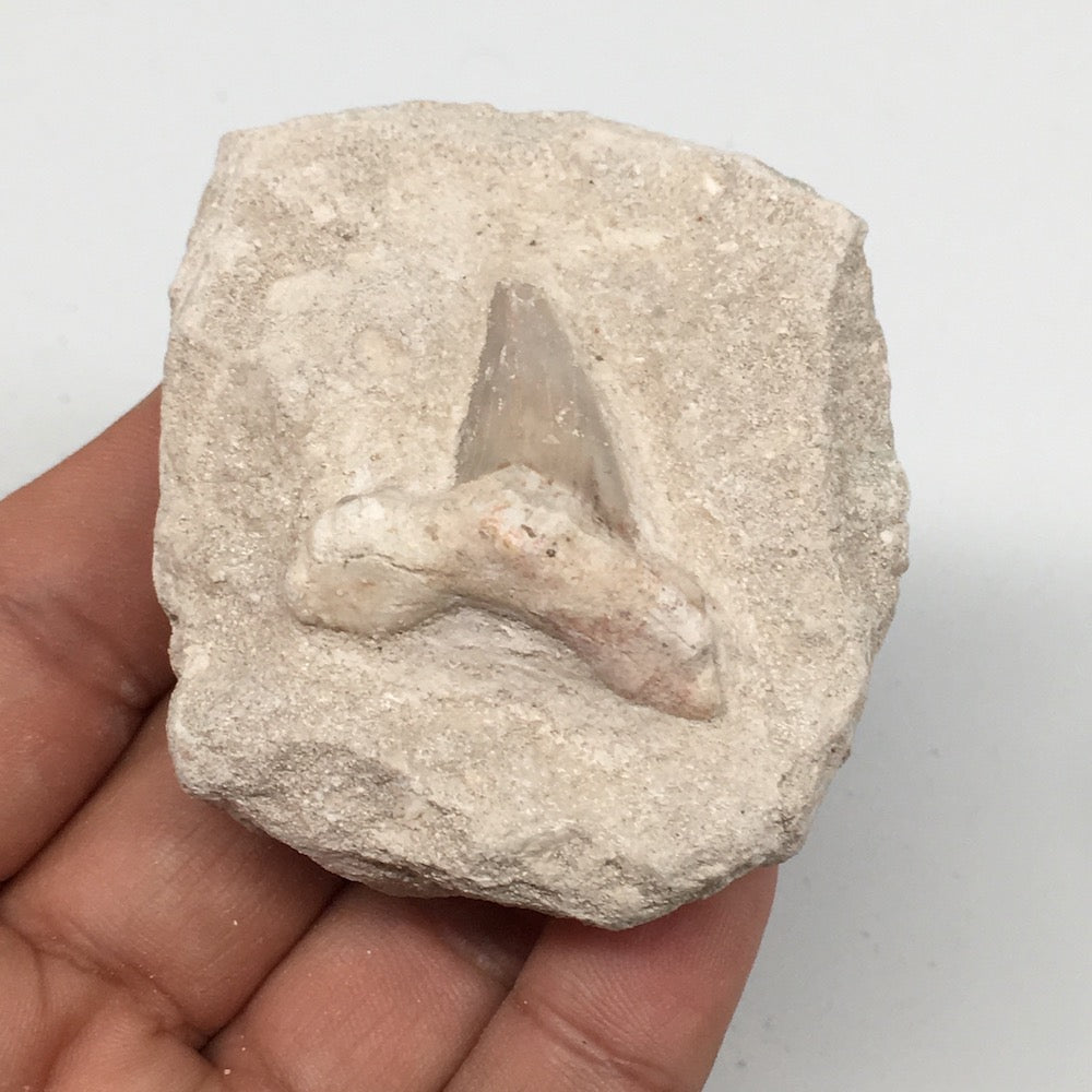 99.6g,2.3"X2"x1.2"Otodus Fossil Shark Tooth Mounted on Matrix @Morocco,MF1995