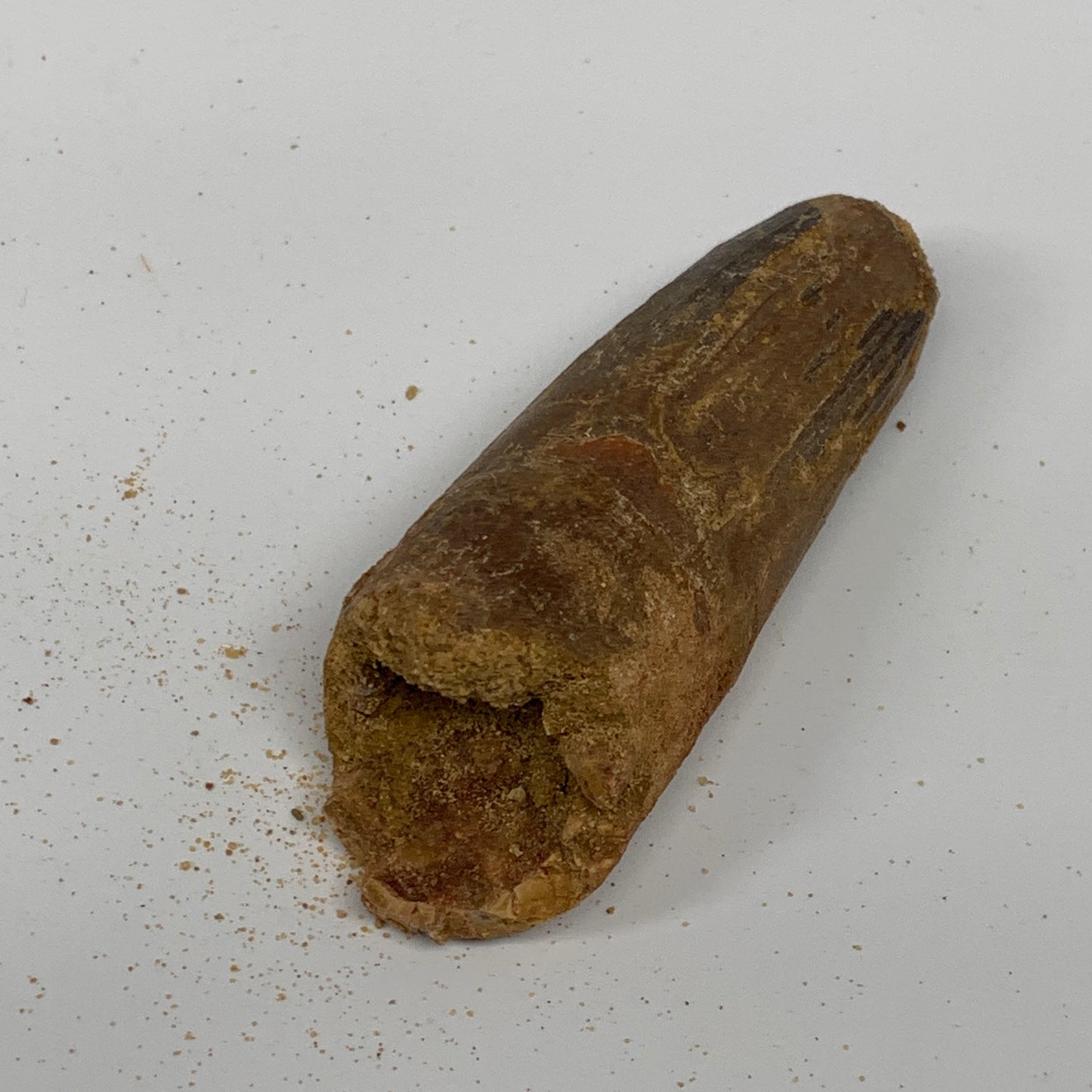 77.5g, 3.3"X1.2"x 1.2", Rare Natural Fossils Spinosaurus Tooth from Morocco, F32