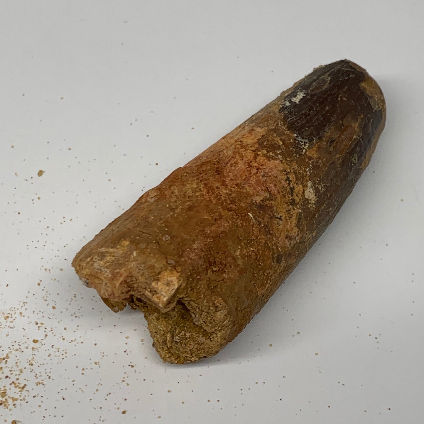 77.5g, 3.3"X1.2"x 1.2", Rare Natural Fossils Spinosaurus Tooth from Morocco, F32