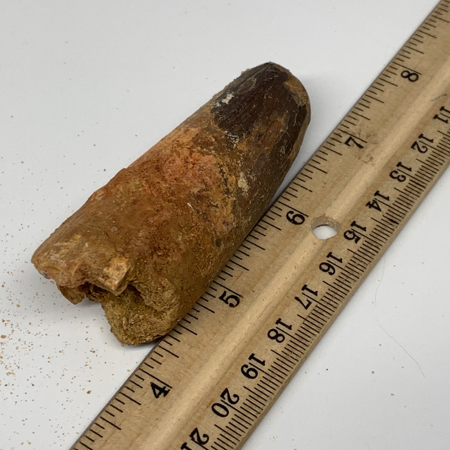 77.5g, 3.3"X1.2"x 1.2", Rare Natural Fossils Spinosaurus Tooth from Morocco, F32