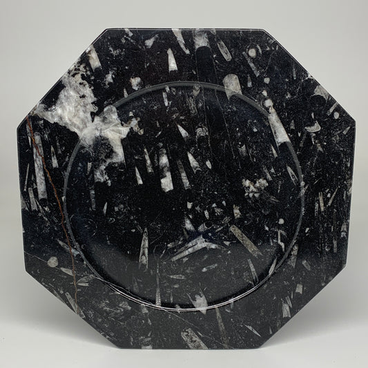 2pcs, 12" Large Octagon Shape Black Fossils Orthoceras Plates @Morocco, B8355