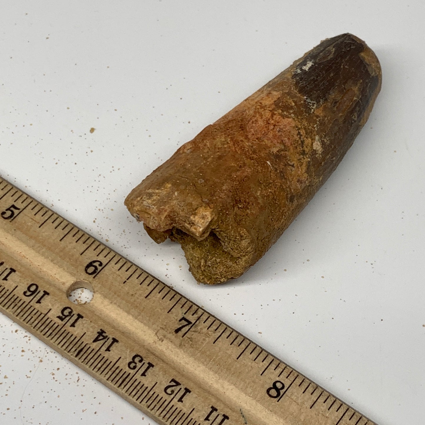 77.5g, 3.3"X1.2"x 1.2", Rare Natural Fossils Spinosaurus Tooth from Morocco, F32