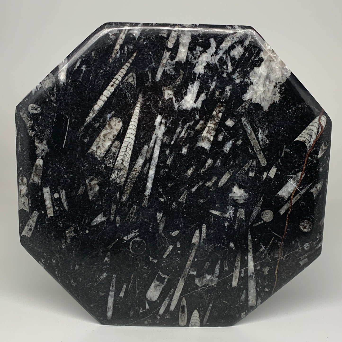 2pcs, 12" Large Octagon Shape Black Fossils Orthoceras Plates @Morocco, B8355