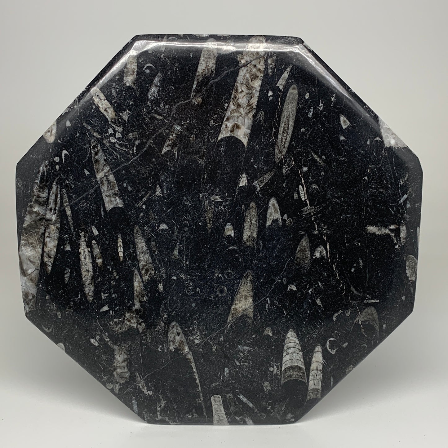 2pcs, 12" Large Octagon Shape Black Fossils Orthoceras Plates @Morocco, B8355