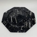 2pcs, 12" Large Octagon Shape Black Fossils Orthoceras Plates @Morocco, B8355