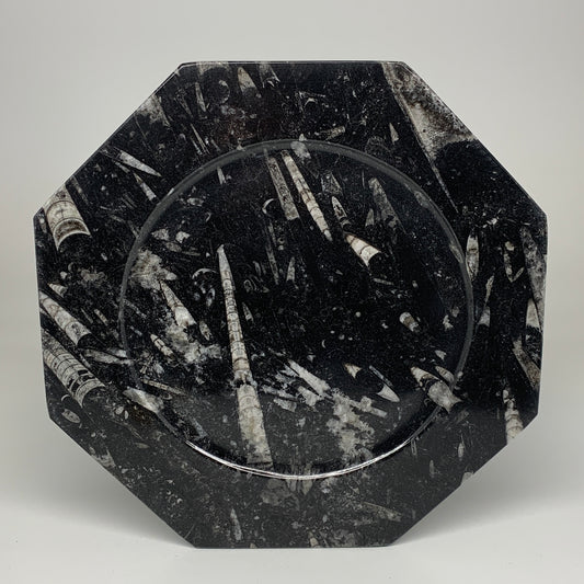 2pcs, 12" Large Octagon Shape Black Fossils Orthoceras Plates @Morocco, B8356