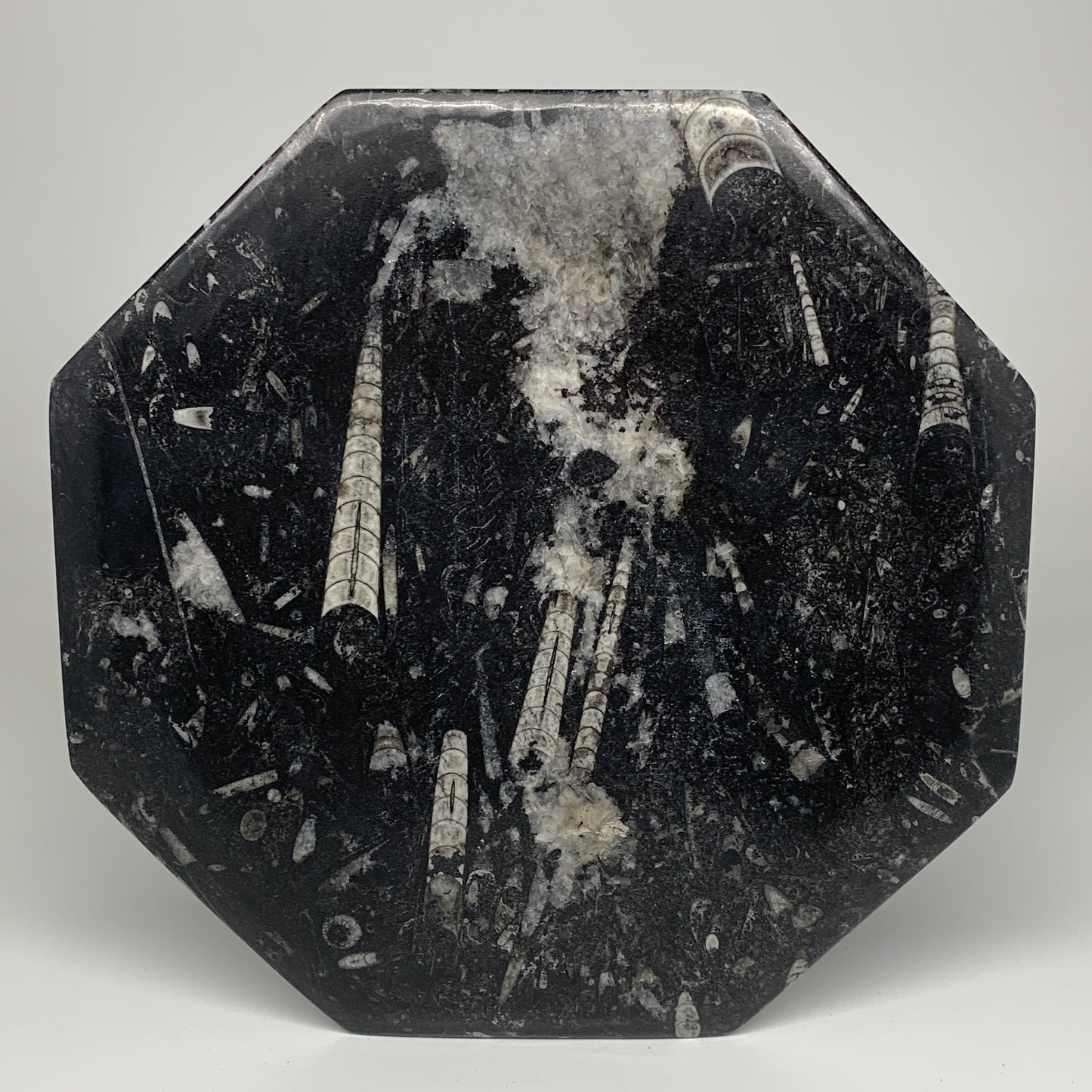 2pcs, 12" Large Octagon Shape Black Fossils Orthoceras Plates @Morocco, B8356