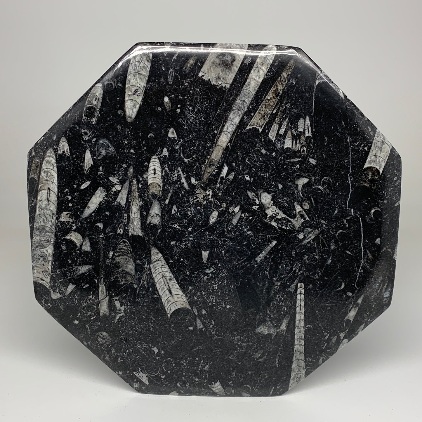 2pcs, 12" Large Octagon Shape Black Fossils Orthoceras Plates @Morocco, B8356