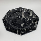 2pcs, 12" Large Octagon Shape Black Fossils Orthoceras Plates @Morocco, B8356