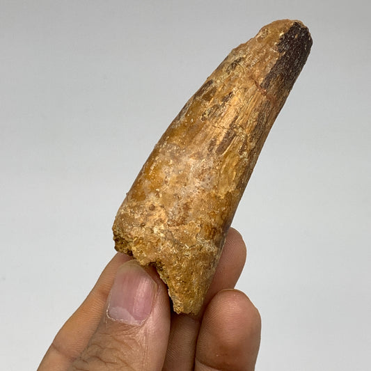 47g, 3.1"X1.1"x 0.9", Rare Natural Fossils Spinosaurus Tooth from Morocco, F3227
