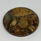 218.1g, 4.4"x0.4", Ammonite coaster fossils made round disc @Madagascar, B15038
