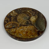 218.1g, 4.4"x0.4", Ammonite coaster fossils made round disc @Madagascar, B15038