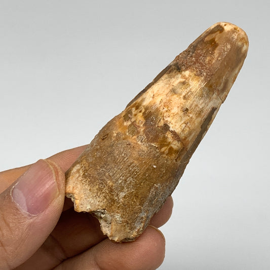 36.1g, 2.7"X1.1"x 0.8", Rare Natural Fossils Spinosaurus Tooth from Morocco, F32