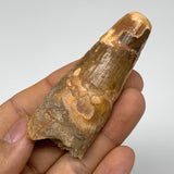 36.1g, 2.7"X1.1"x 0.8", Rare Natural Fossils Spinosaurus Tooth from Morocco, F32