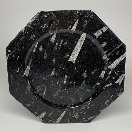 2pcs, 12" Large Octagon Shape Black Fossils Orthoceras Plates @Morocco, B8359