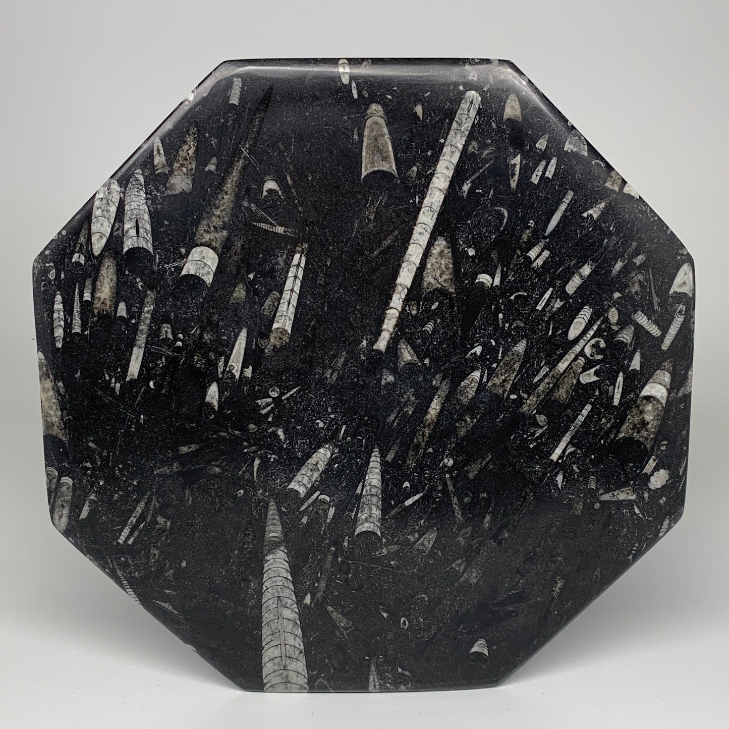 2pcs, 12" Large Octagon Shape Black Fossils Orthoceras Plates @Morocco, B8359