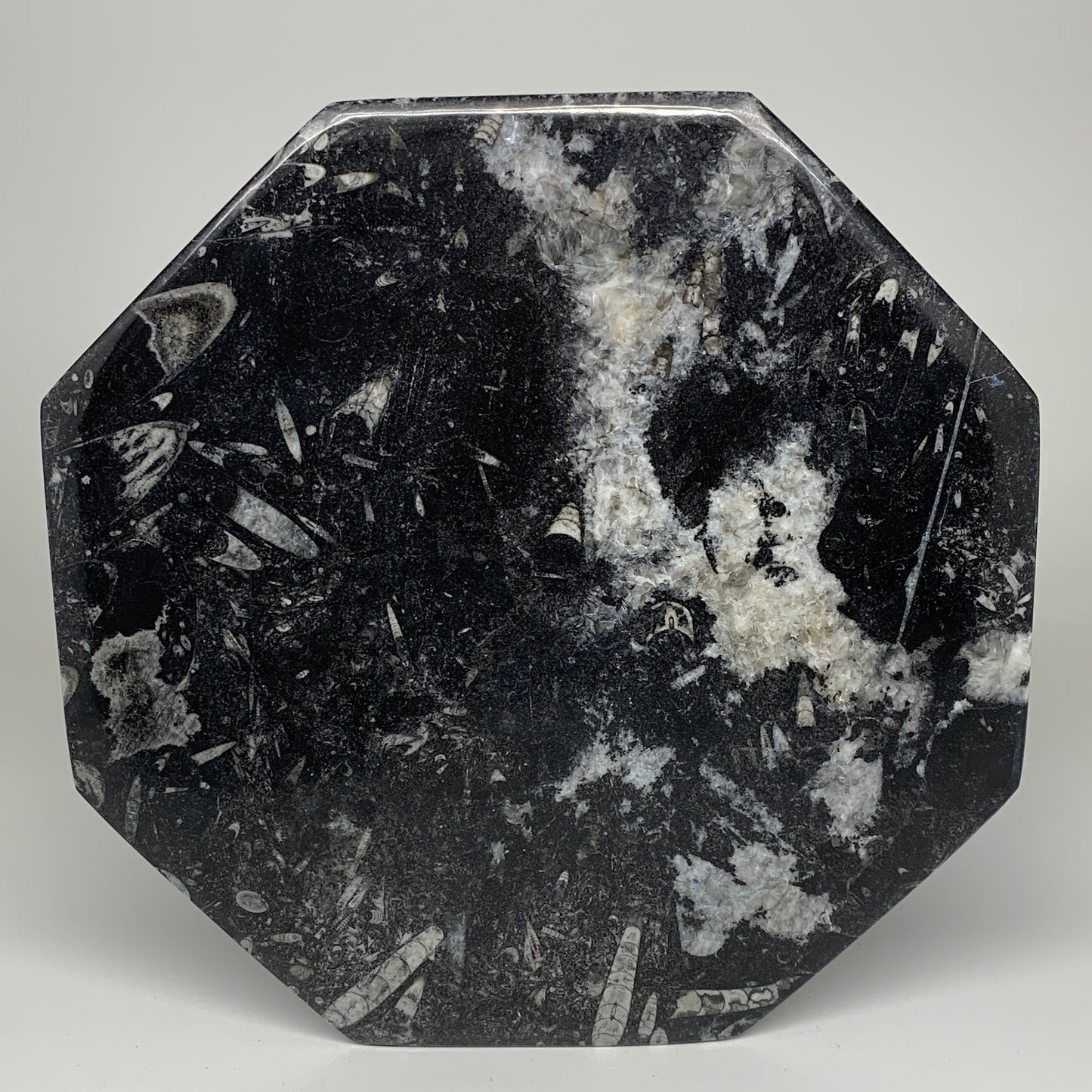 2pcs, 12" Large Octagon Shape Black Fossils Orthoceras Plates @Morocco, B8359