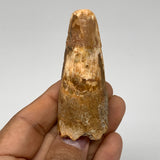 36.1g, 2.7"X1.1"x 0.8", Rare Natural Fossils Spinosaurus Tooth from Morocco, F32