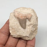 86.4g,2.3"X2.1"x1.4"Otodus Fossil Shark Tooth Mounted on Matrix @Morocco,MF2001