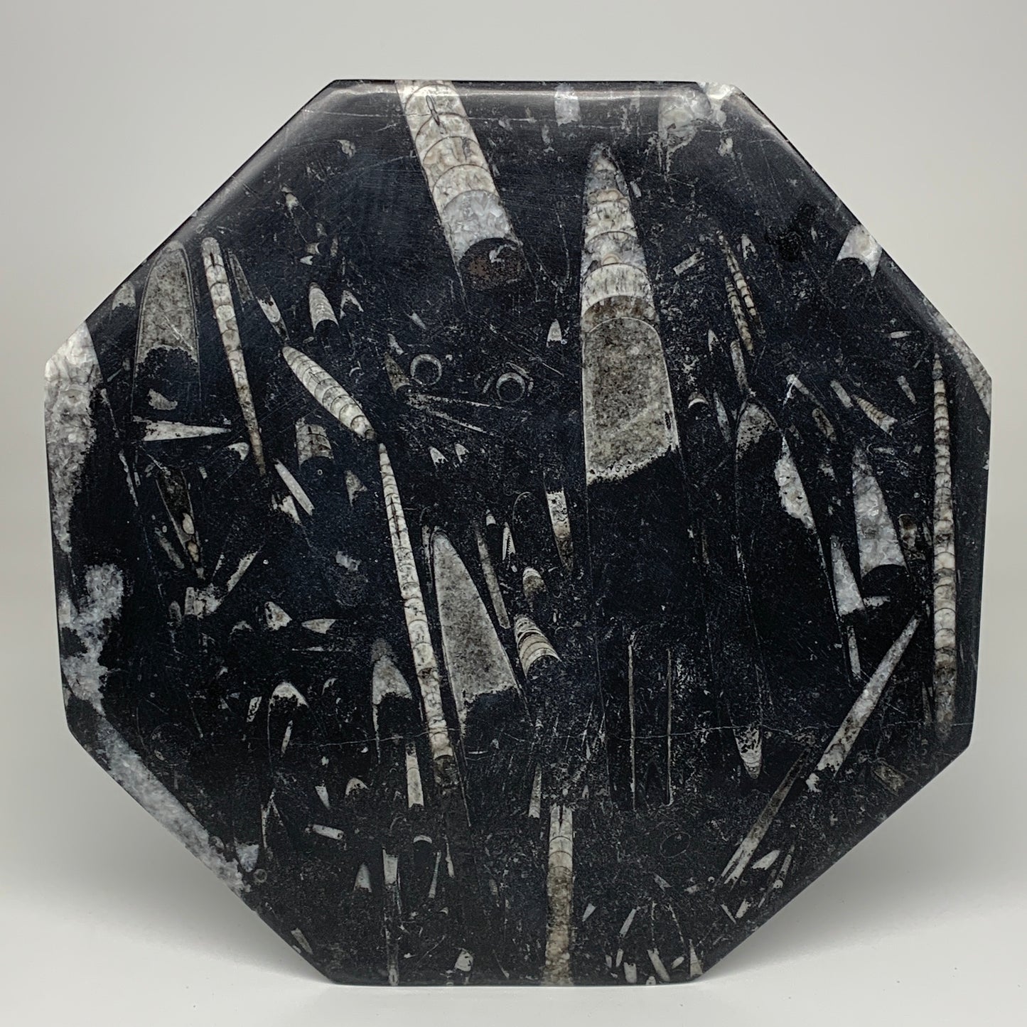 2pcs, 12" Large Octagon Shape Black Fossils Orthoceras Plates @Morocco, B8360