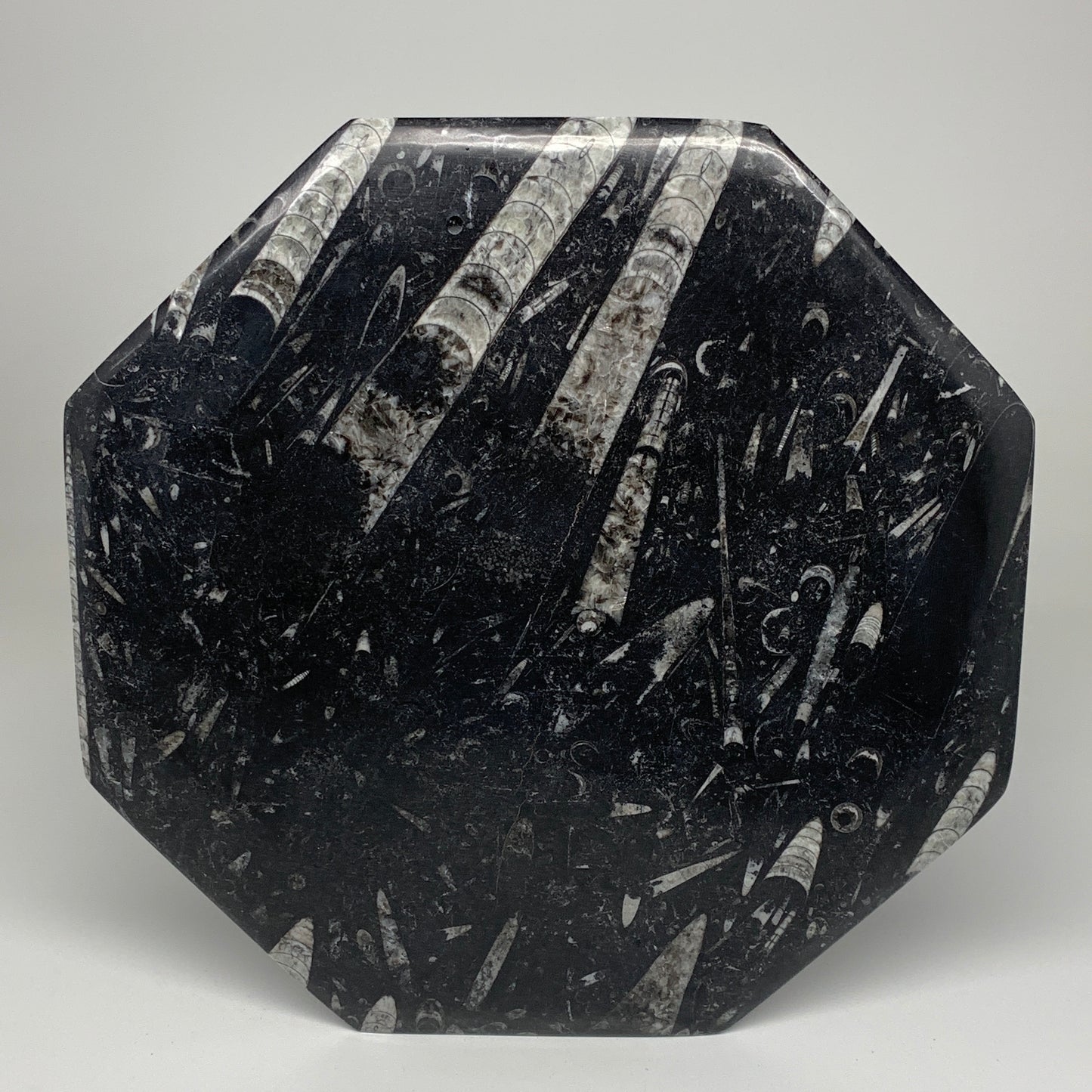 2pcs, 12" Large Octagon Shape Black Fossils Orthoceras Plates @Morocco, B8360