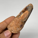 52.5g, 3.1"X1.1"x 0.9", Rare Natural Fossils Spinosaurus Tooth from Morocco, F32