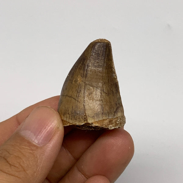 16.9g,1.4"X1"x0.8" Fossil Mosasaur Tooth reptiles, Cretaceous @Morocco, B23774