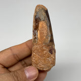 52.5g, 3.1"X1.1"x 0.9", Rare Natural Fossils Spinosaurus Tooth from Morocco, F32
