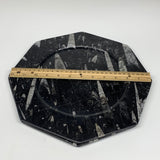 2pcs, 12" Large Octagon Shape Black Fossils Orthoceras Plates @Morocco, B8360
