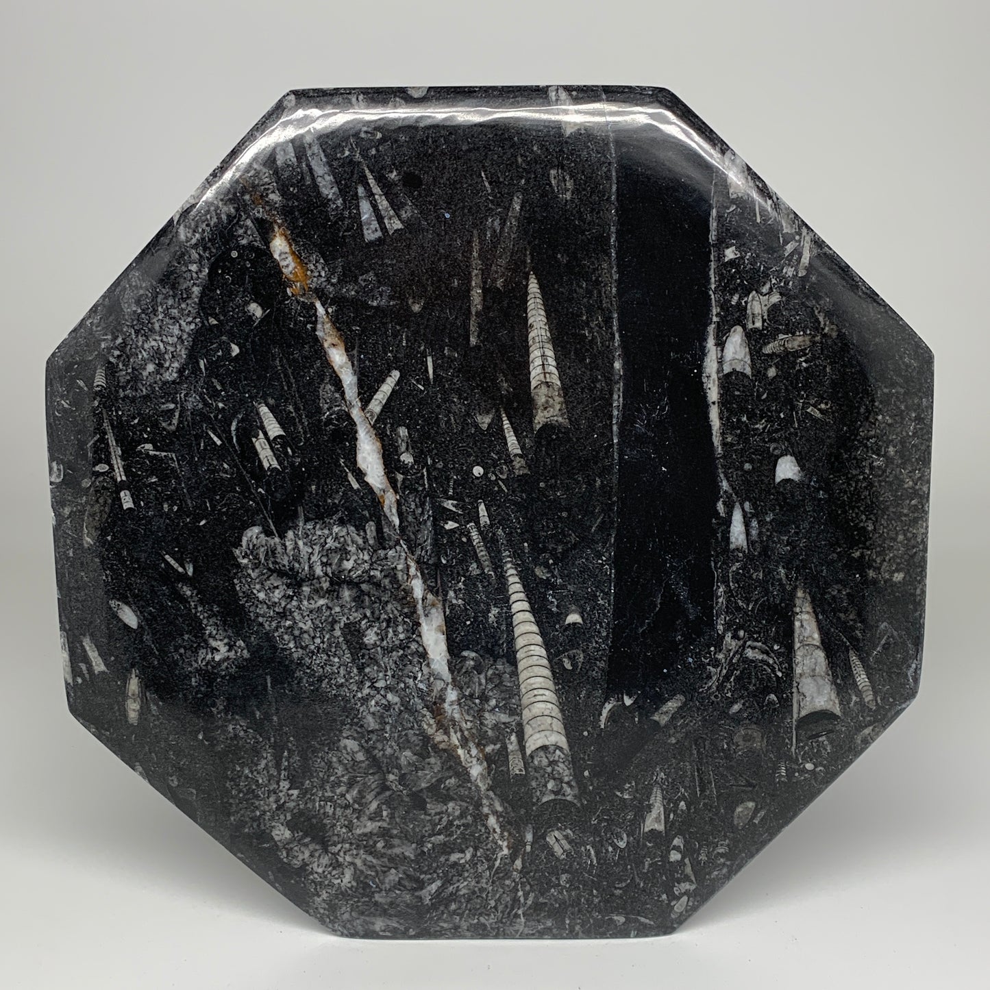 2pcs, 12" Large Octagon Shape Black Fossils Orthoceras Plates @Morocco, B8361