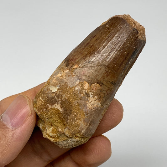48.1g, 2.5"X1.2"x 1", Rare Natural Fossils Spinosaurus Tooth from Morocco, F3230