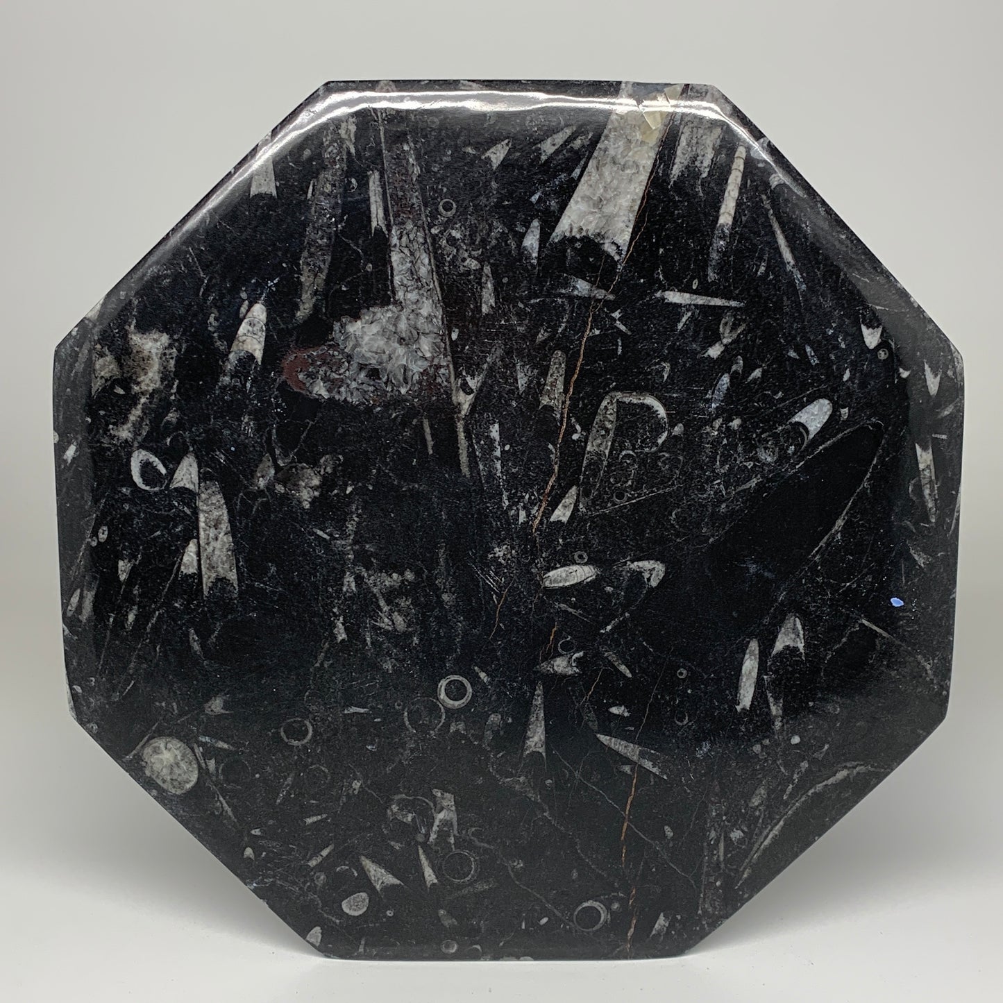 2pcs, 12" Large Octagon Shape Black Fossils Orthoceras Plates @Morocco, B8361