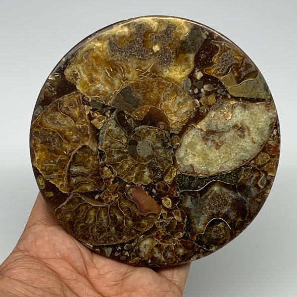 216.4g, 4.4"x0.4", Ammonite coaster fossils made round disc @Madagascar, B15042