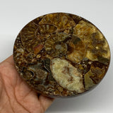 216.4g, 4.4"x0.4", Ammonite coaster fossils made round disc @Madagascar, B15042