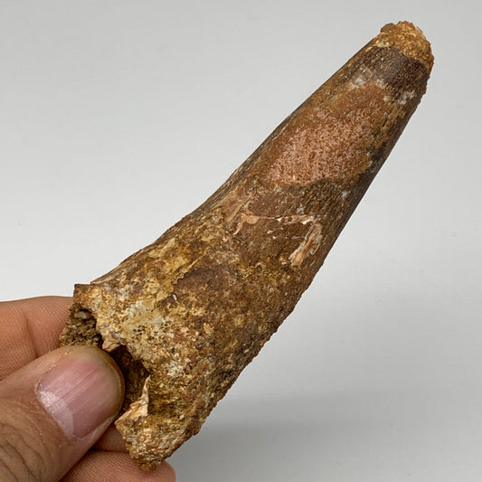 57.7g, 3.7"X1.3"x 1", Rare Natural Fossils Spinosaurus Tooth from Morocco, F3231