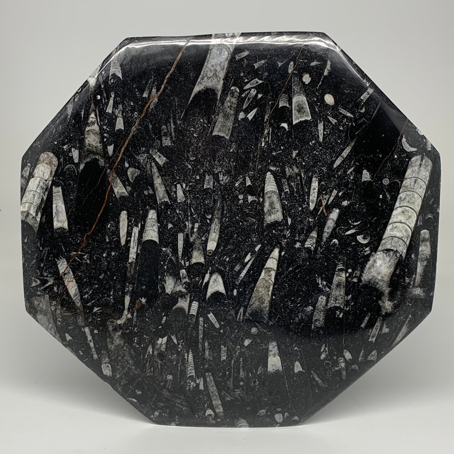 2pcs, 12" Large Octagon Shape Black Fossils Orthoceras Plates @Morocco, B8363